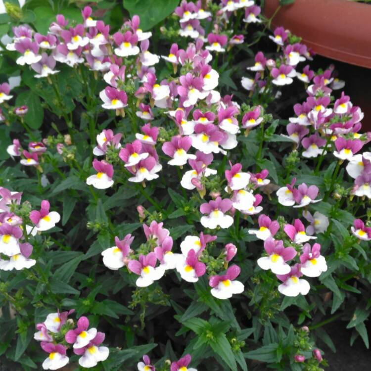 Plant image Nemesia 'Berrie White'