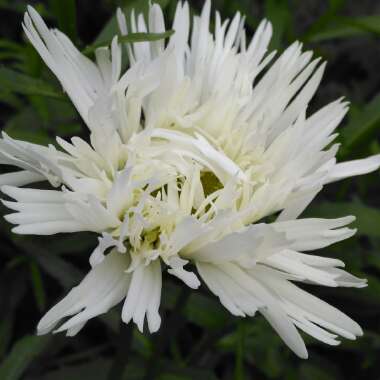 Leucanthemum Maximum
