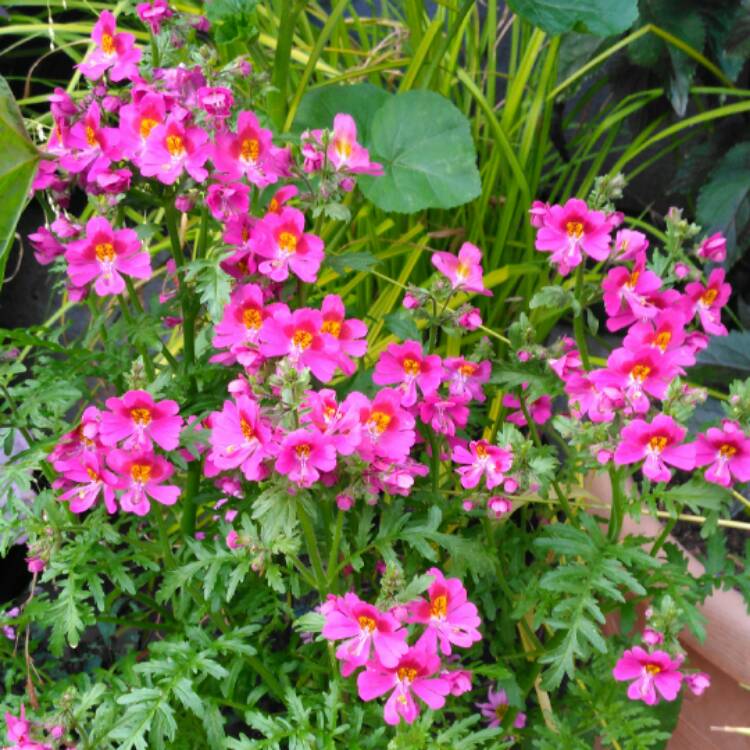 plant image 464333 plant image 464333