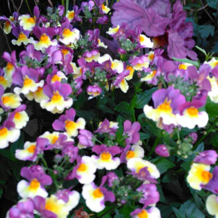 Plant image Nemesia aroma 'Rhubarb And Custard'