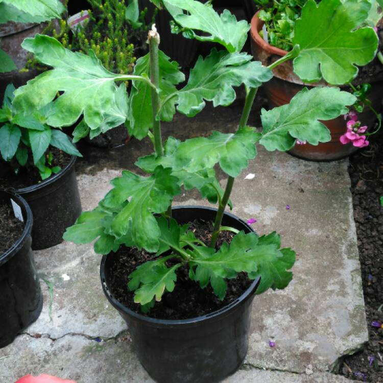 plant image 473744 plant image 473744