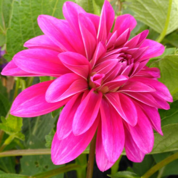 plant image 473921