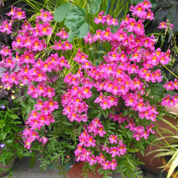 plant image 476444 plant image 476444