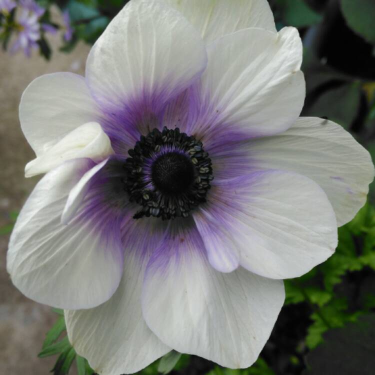 plant image 476591