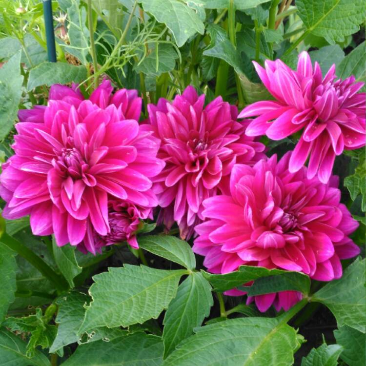 plant image 488014