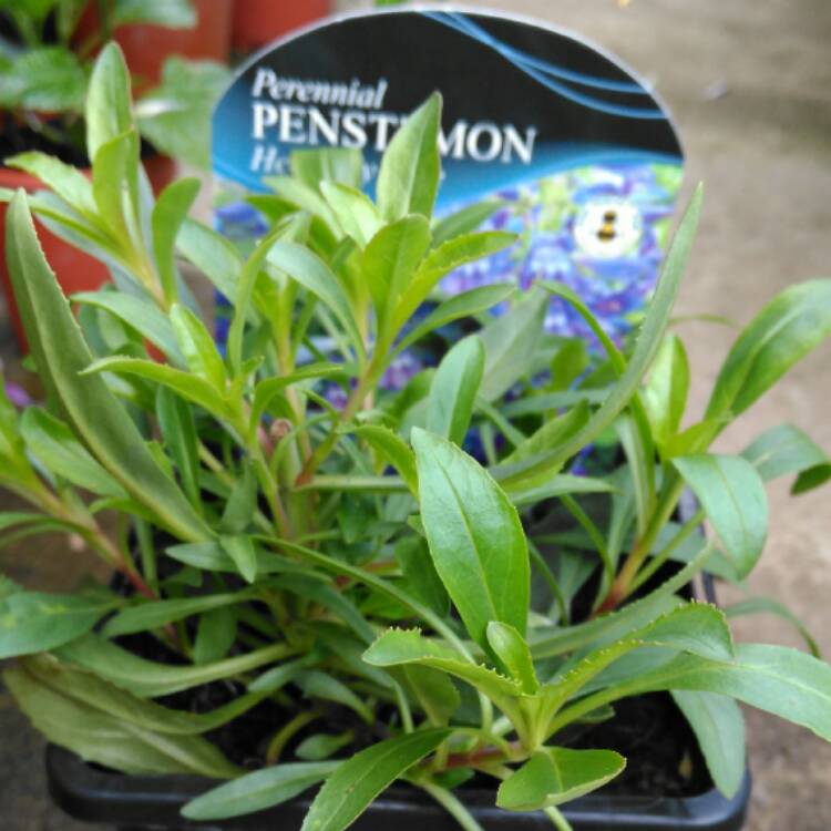 plant image 488044