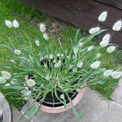 Lagurus ovatus syn. Lagurus ovatus 'Bunny's Tails'