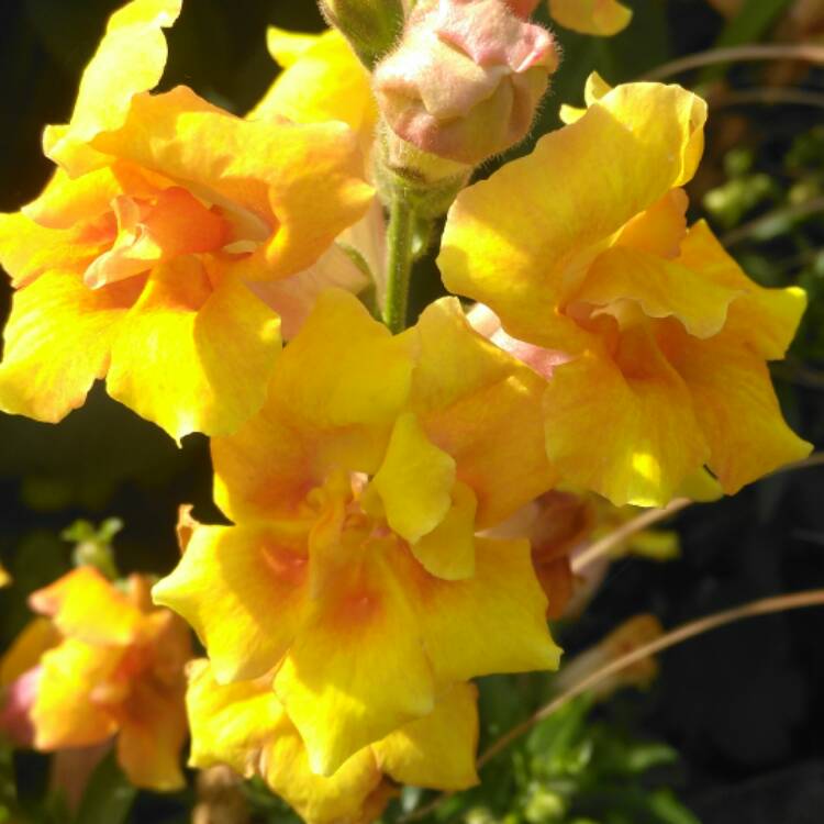 plant image 496089