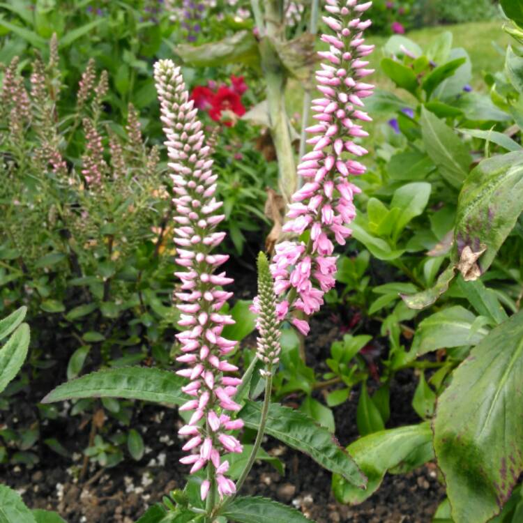 Plant image Veronica longifolia 'Pink Eveline'