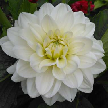 Dahlia