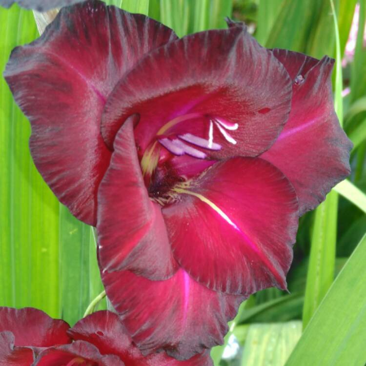 plant image 500306 plant image 500306