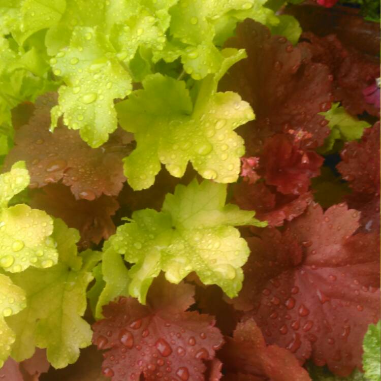 plant image 502035
