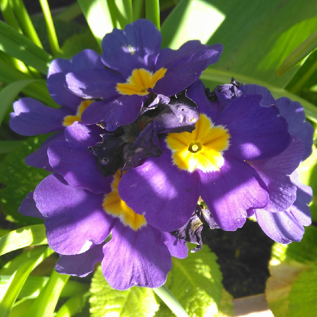 plant image 50332 plant image 50332
