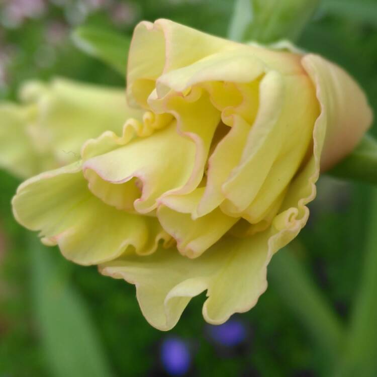 plant image 503508