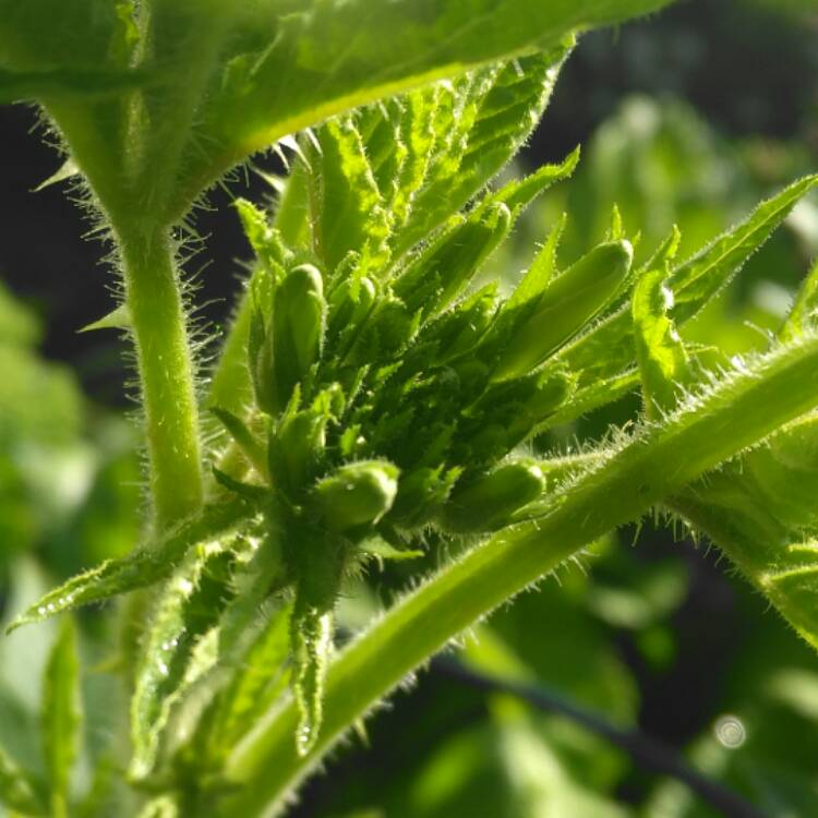 plant image 504260