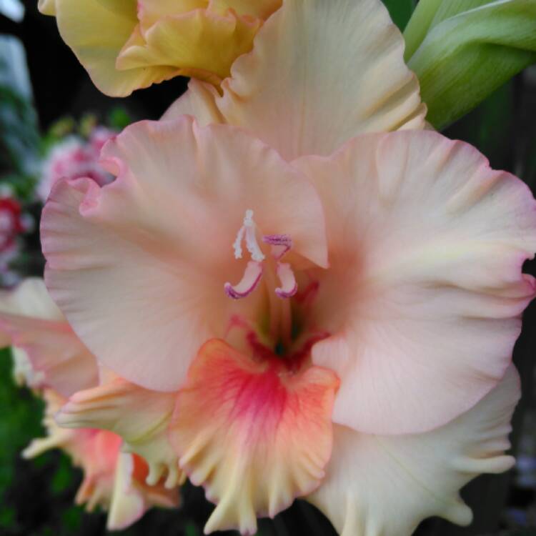 plant image 505462