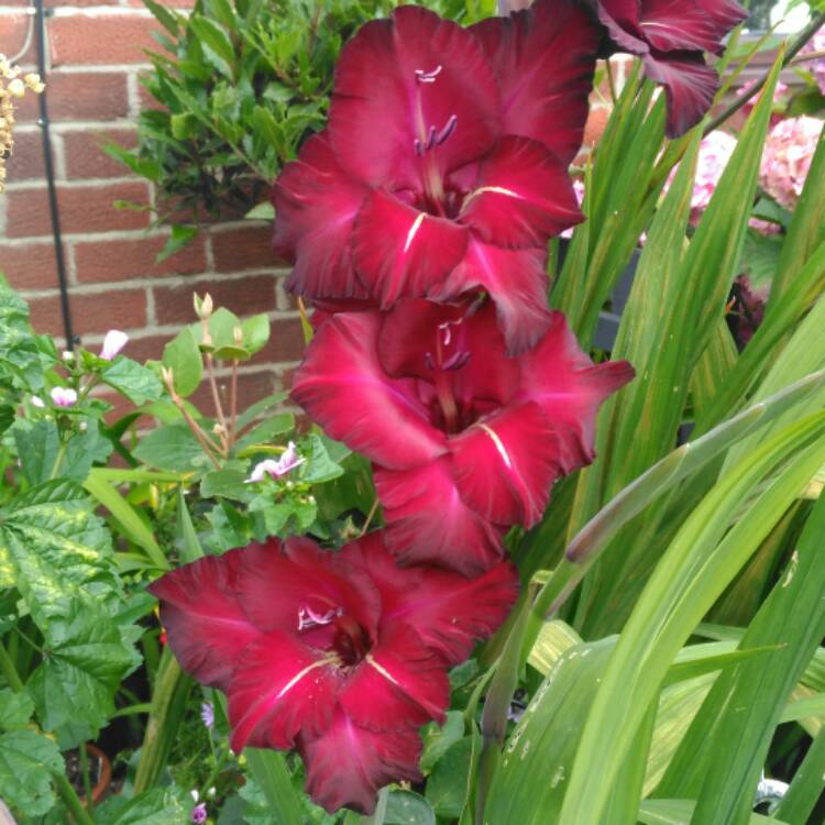 plant image 506782 plant image 506782