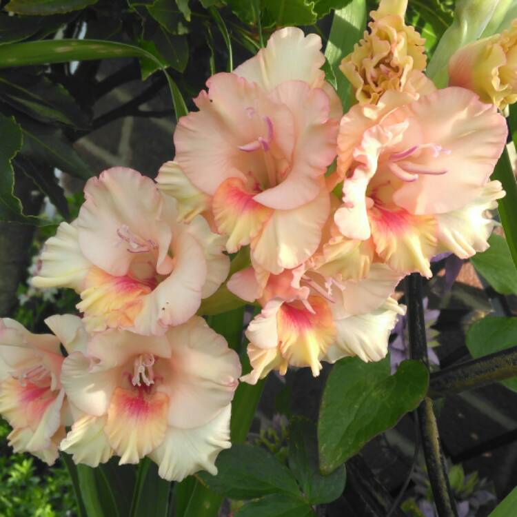 plant image 508166
