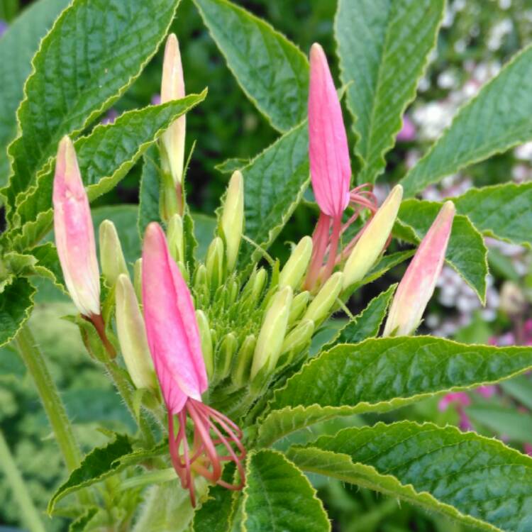 plant image 512606