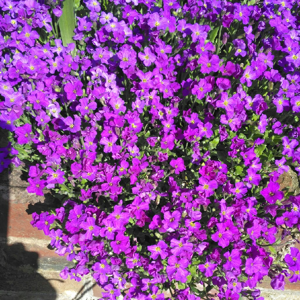 plant image 51497 plant image 51497