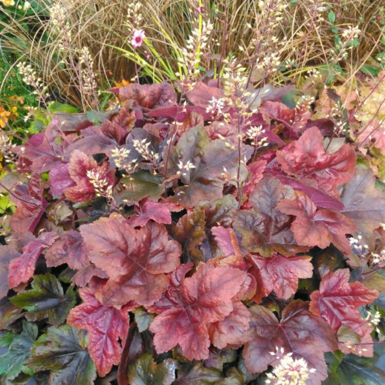 plant image 515120 plant image 515120