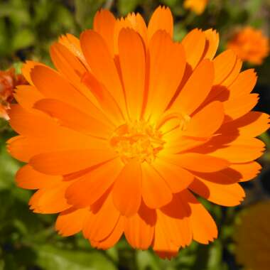 Calendula 'Golden Glaze'