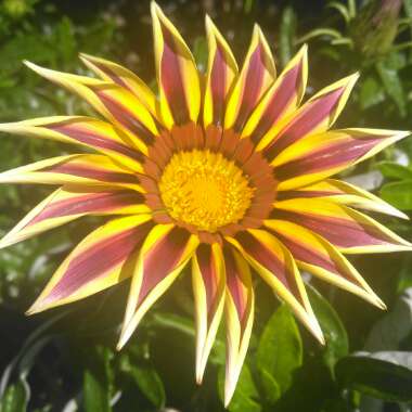 Gazania