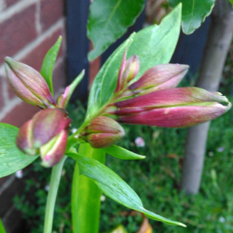 plant image 517434 plant image 517434