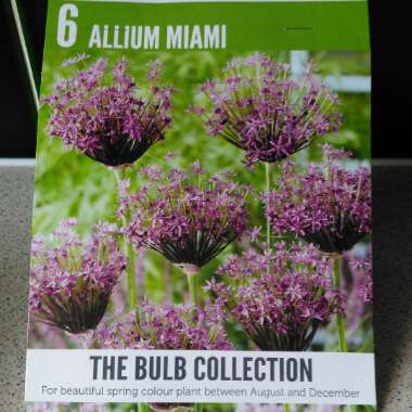 Allium 'Miami'