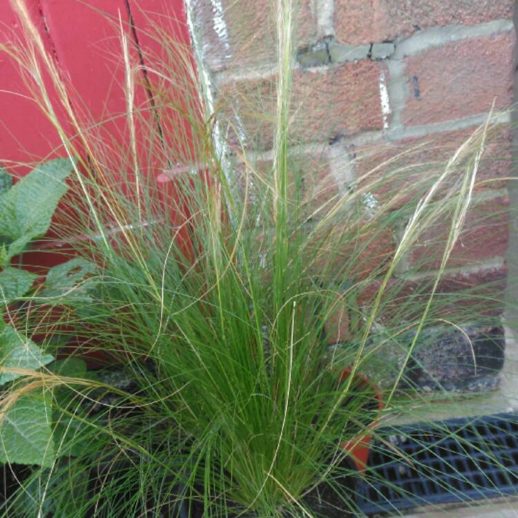 plant image 521459 plant image 521459