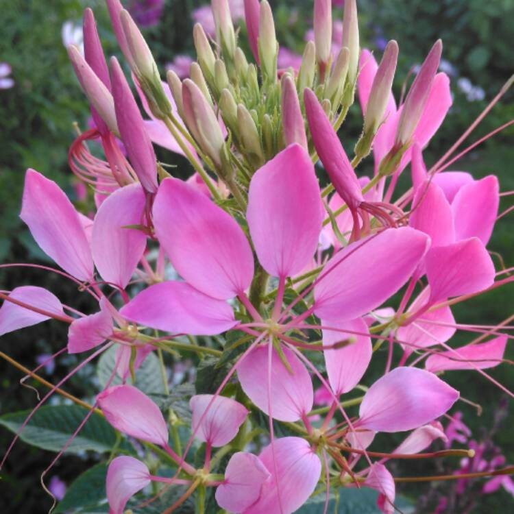 plant image 522856