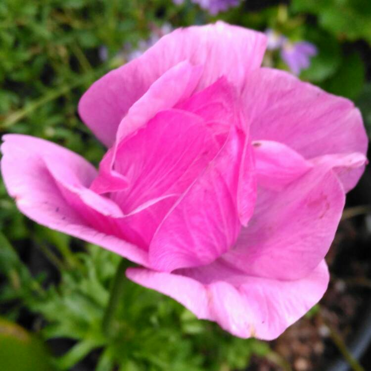plant image 525261 plant image 525261