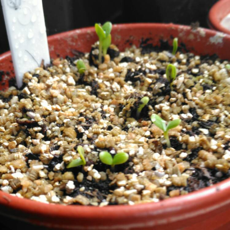 plant image 525730 plant image 525730