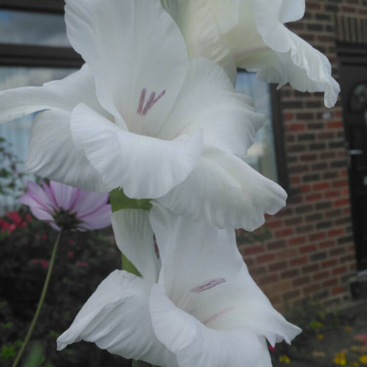 plant image 527679 plant image 527679