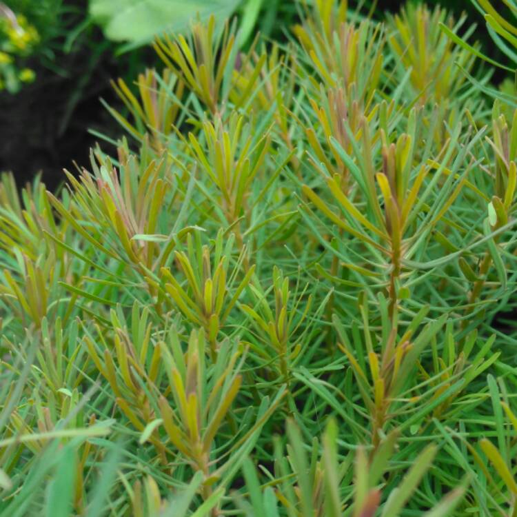 plant image 528278