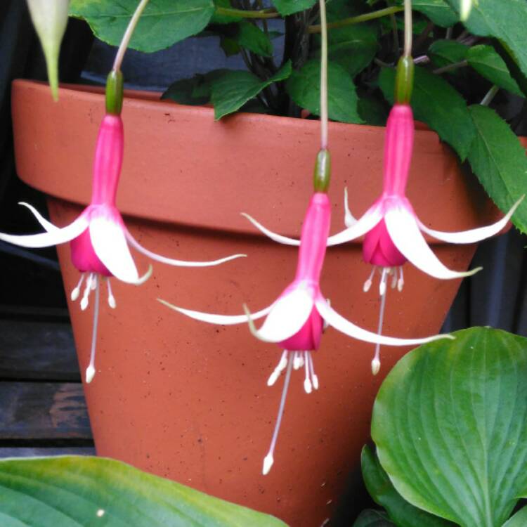 plant image 528457