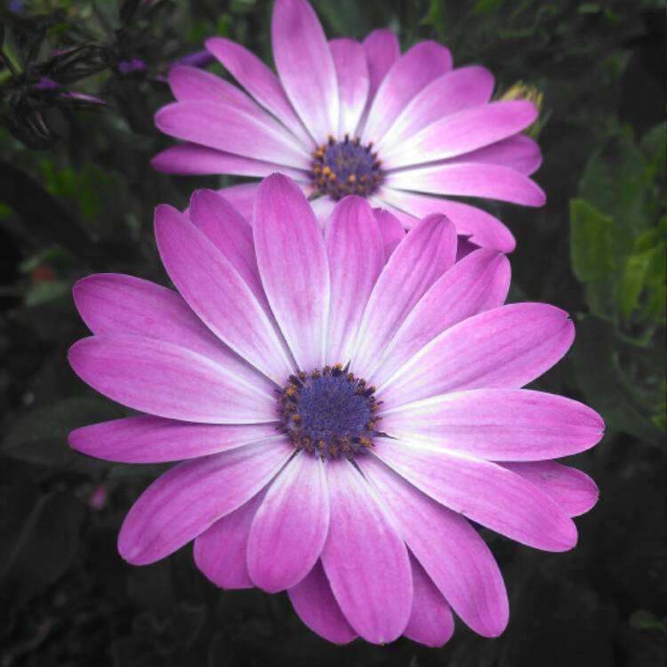 plant image 528469 plant image 528469