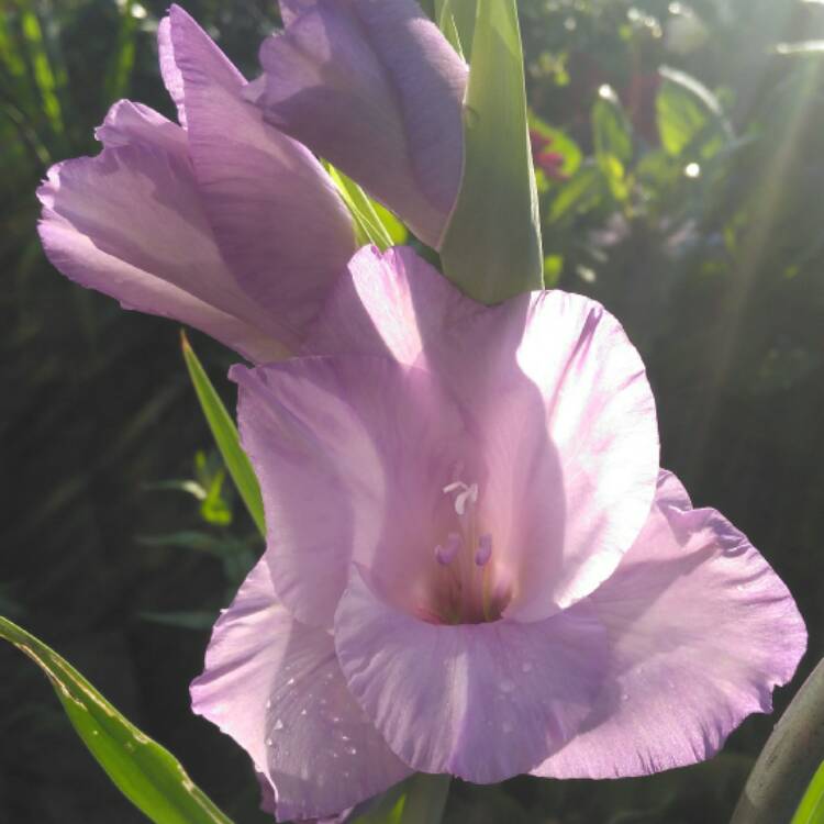plant image 528760