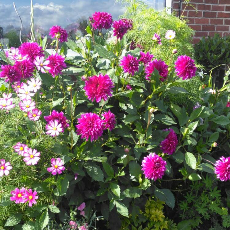 plant image 529140