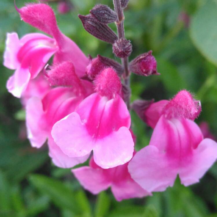 plant image 533511 plant image 533511