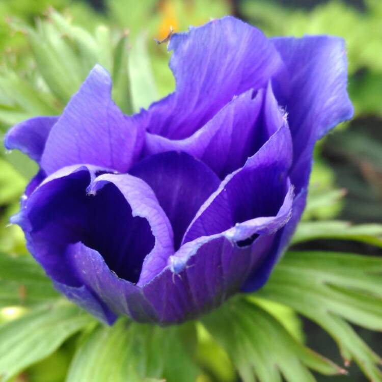plant image 534915