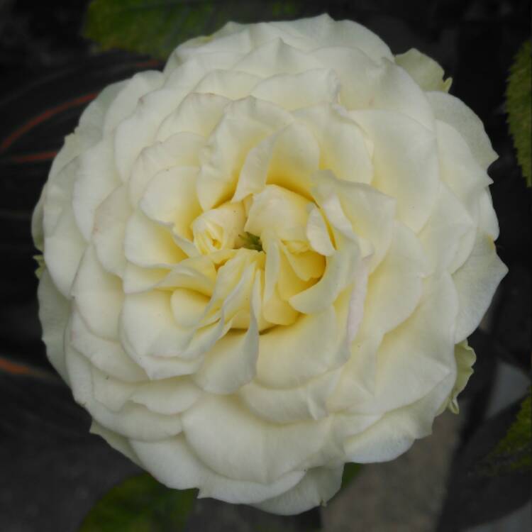 plant image 534919 plant image 534919