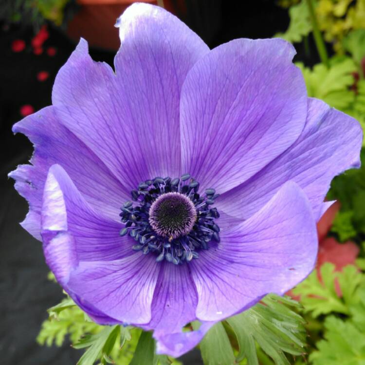 plant image 537618