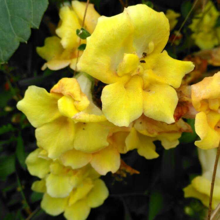 plant image 539390