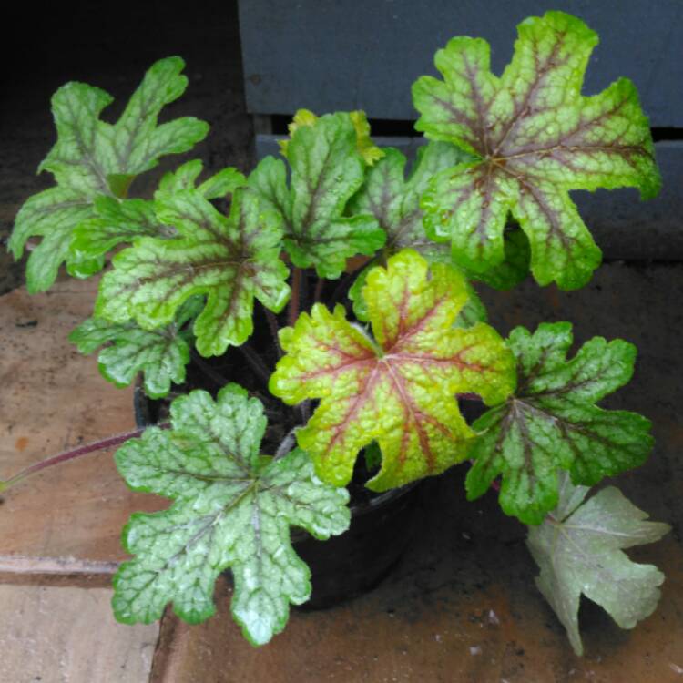 Plant image Heuchera 'Stoplight'