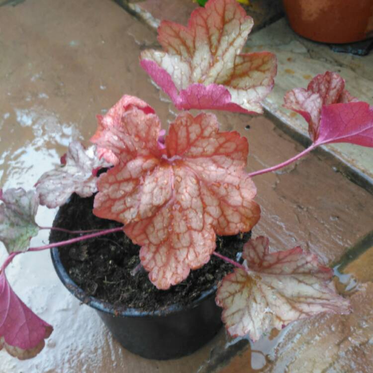 Plant image Heuchera 'Amber Lady'