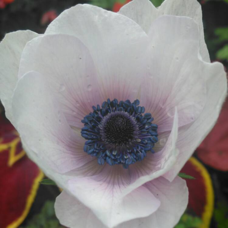 plant image 540795