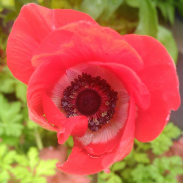 plant image 540796