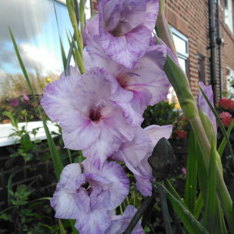 plant image 542595