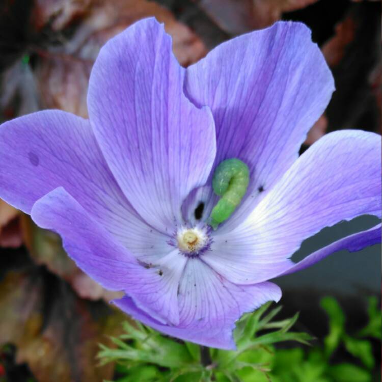 plant image 543218